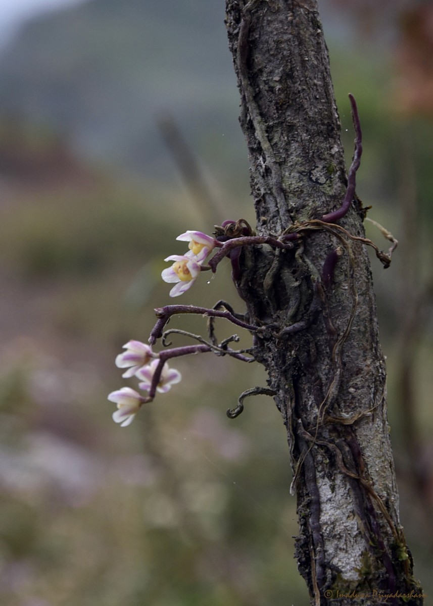 Chiloschista fasciata (F.Muell.) Seidenf. & Ormerod